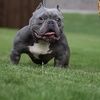shomunnykennels